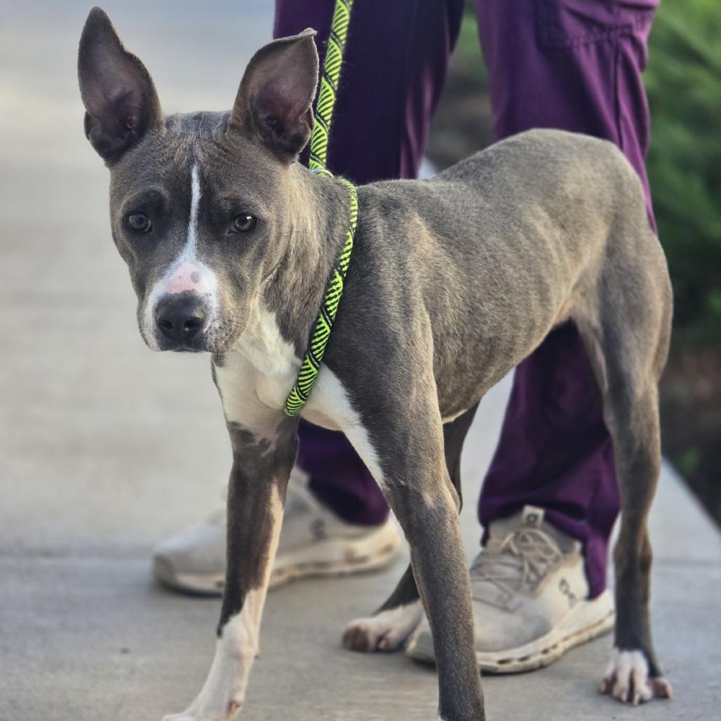 Enlarge Annie Wilks, a Adoptable mixed breed in Abilene, TX image 1/3