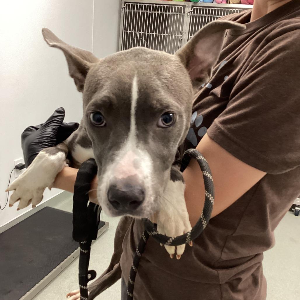 Enlarge Annie Wilks, a Adoptable mixed breed in Abilene, TX image 2/3