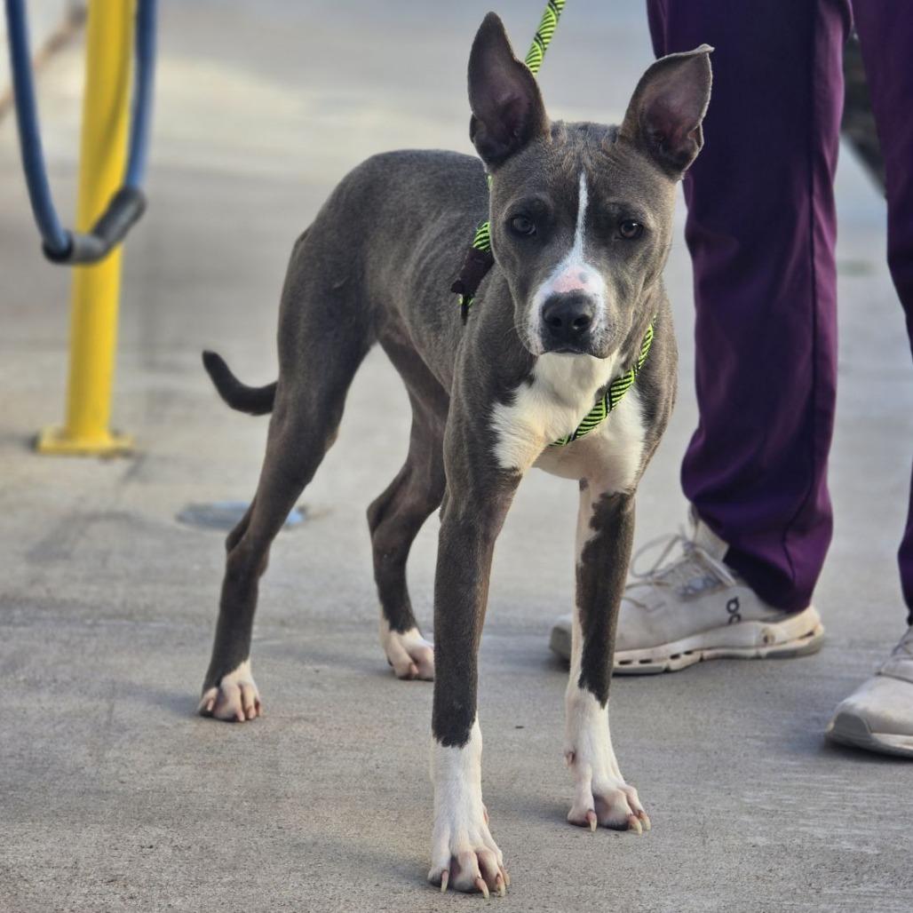 Enlarge Annie Wilks, a Adoptable mixed breed in Abilene, TX image 3/3