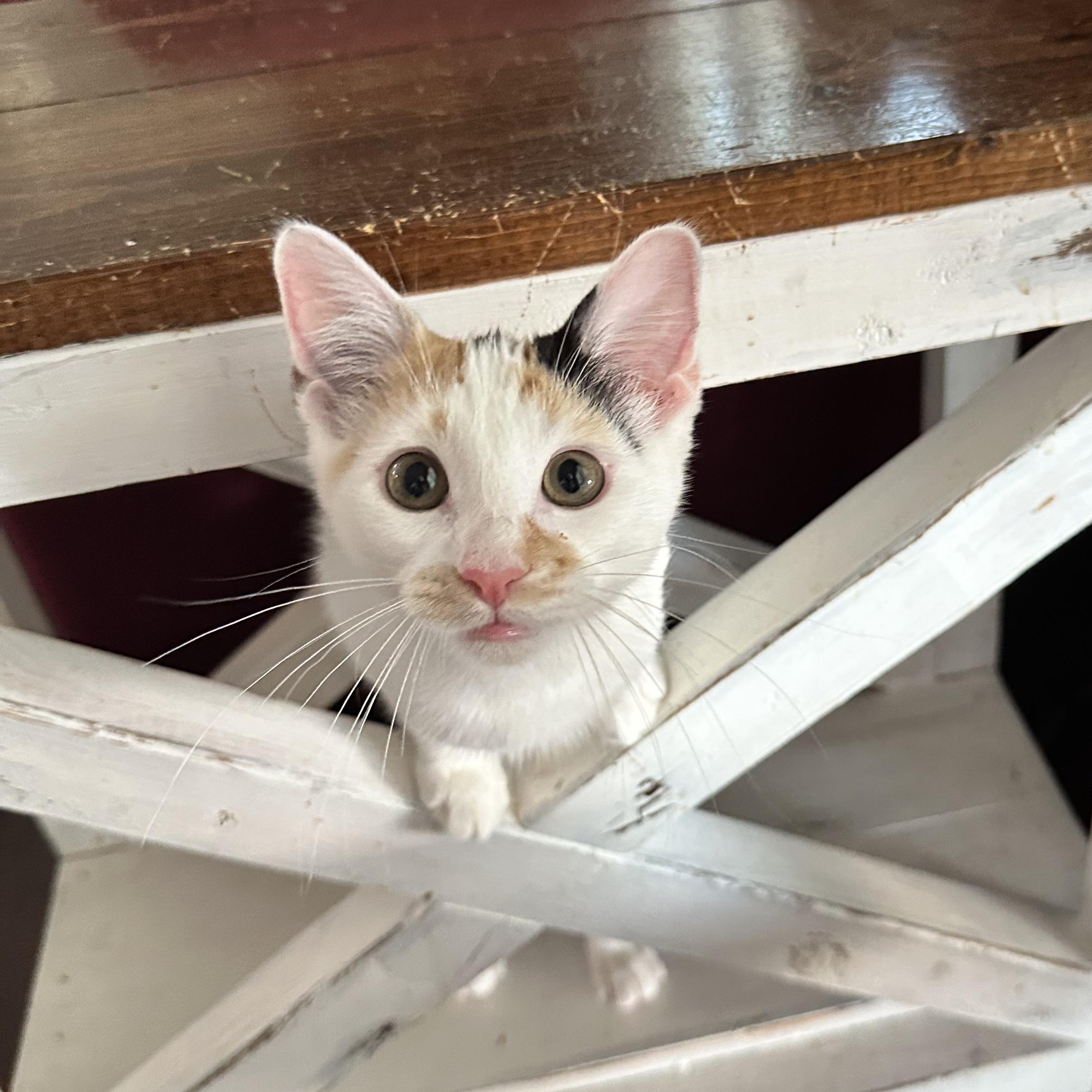 Phoebe, ADOPTABLE, Kitten Female Domestic Short Hair.