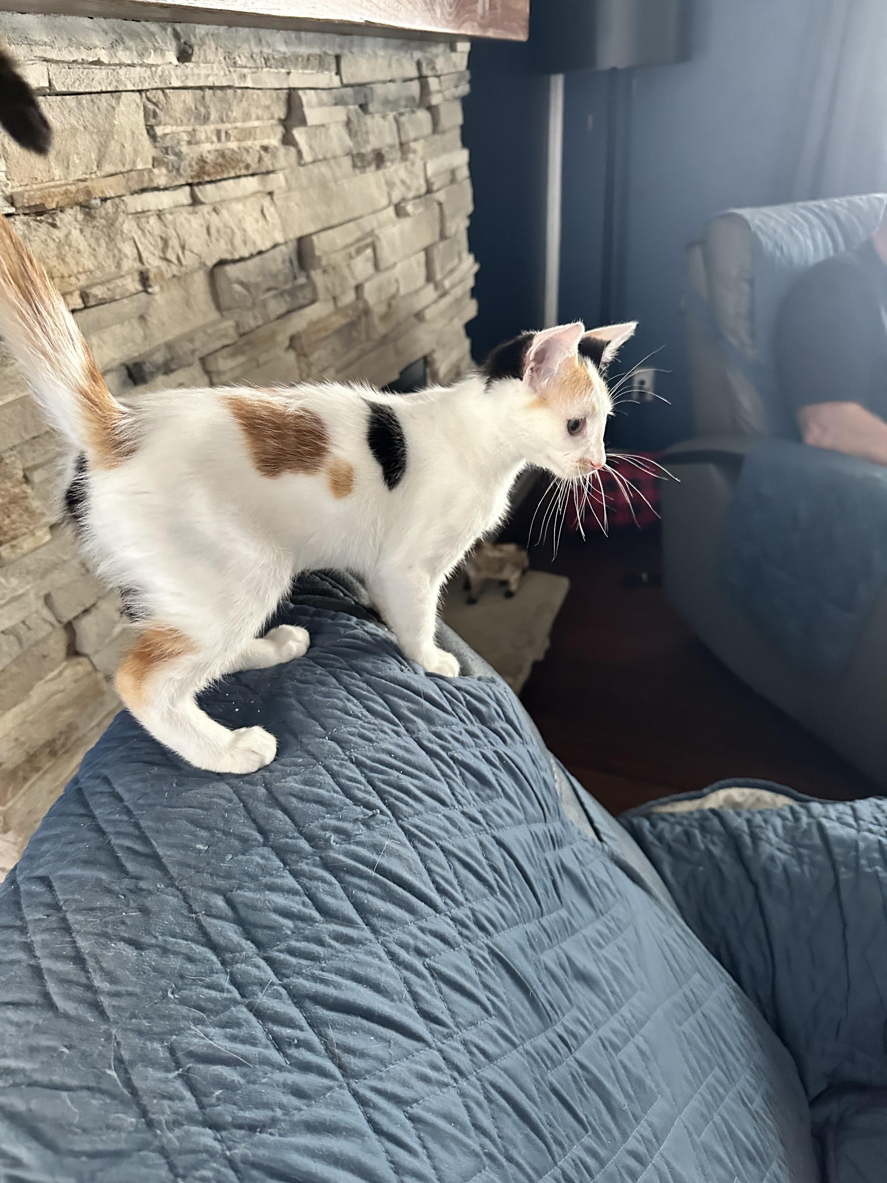 Enlarge Phoebe, a ADOPTABLE Domestic Short Hair in Unionville, MO image 5/5