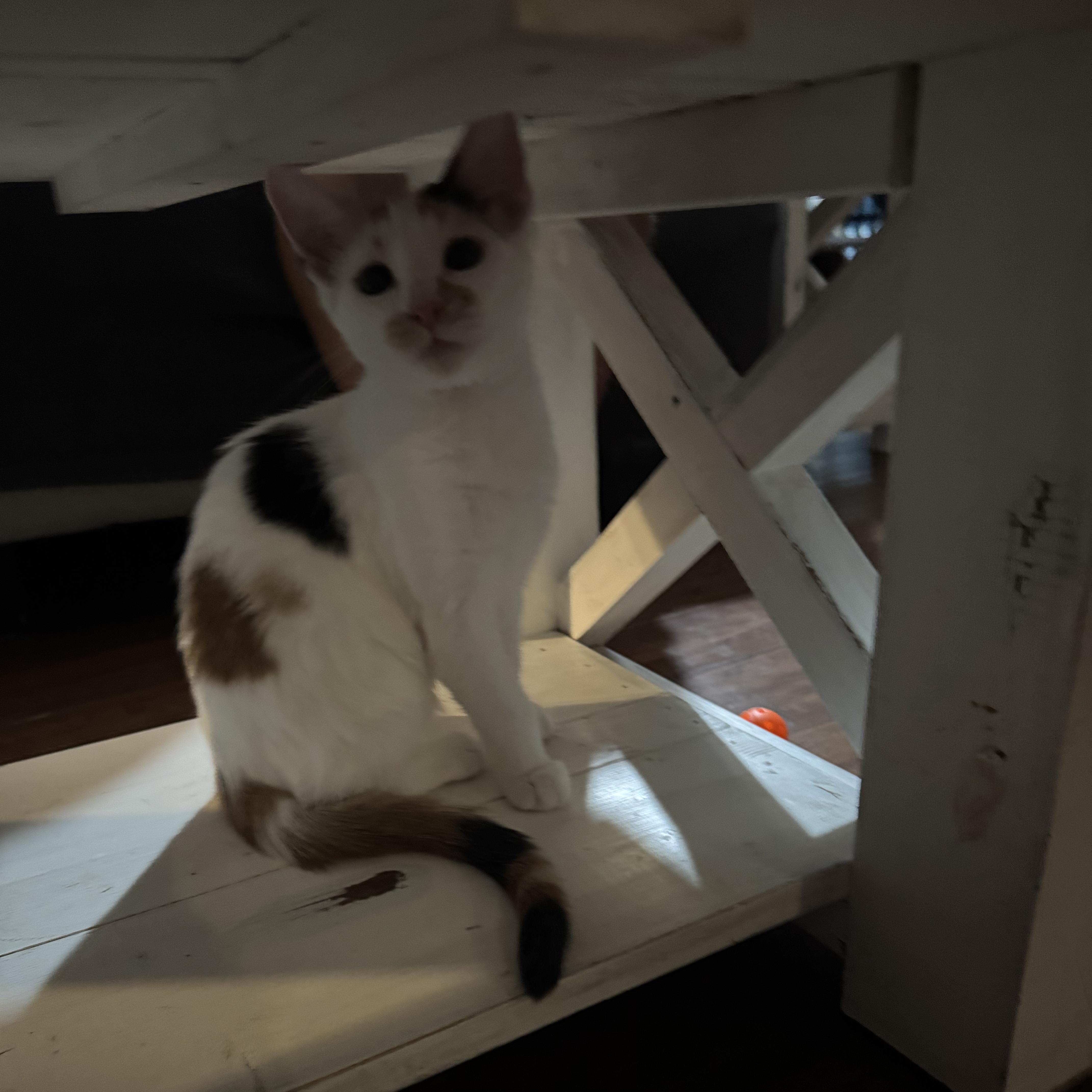 Enlarge Phoebe, a ADOPTABLE Domestic Short Hair in Unionville, MO image 4/5