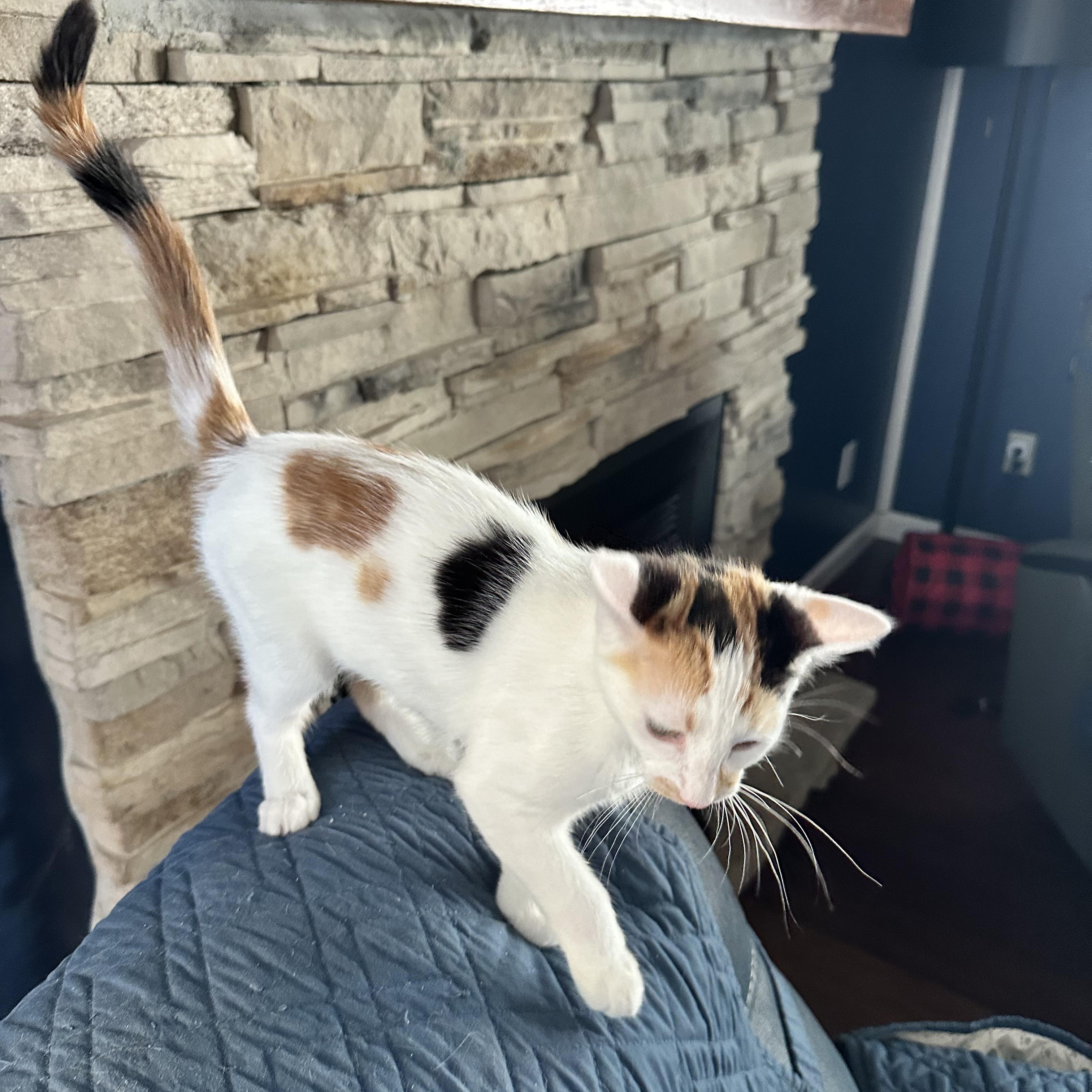 Enlarge Phoebe, a ADOPTABLE Domestic Short Hair in Unionville, MO image 2/5