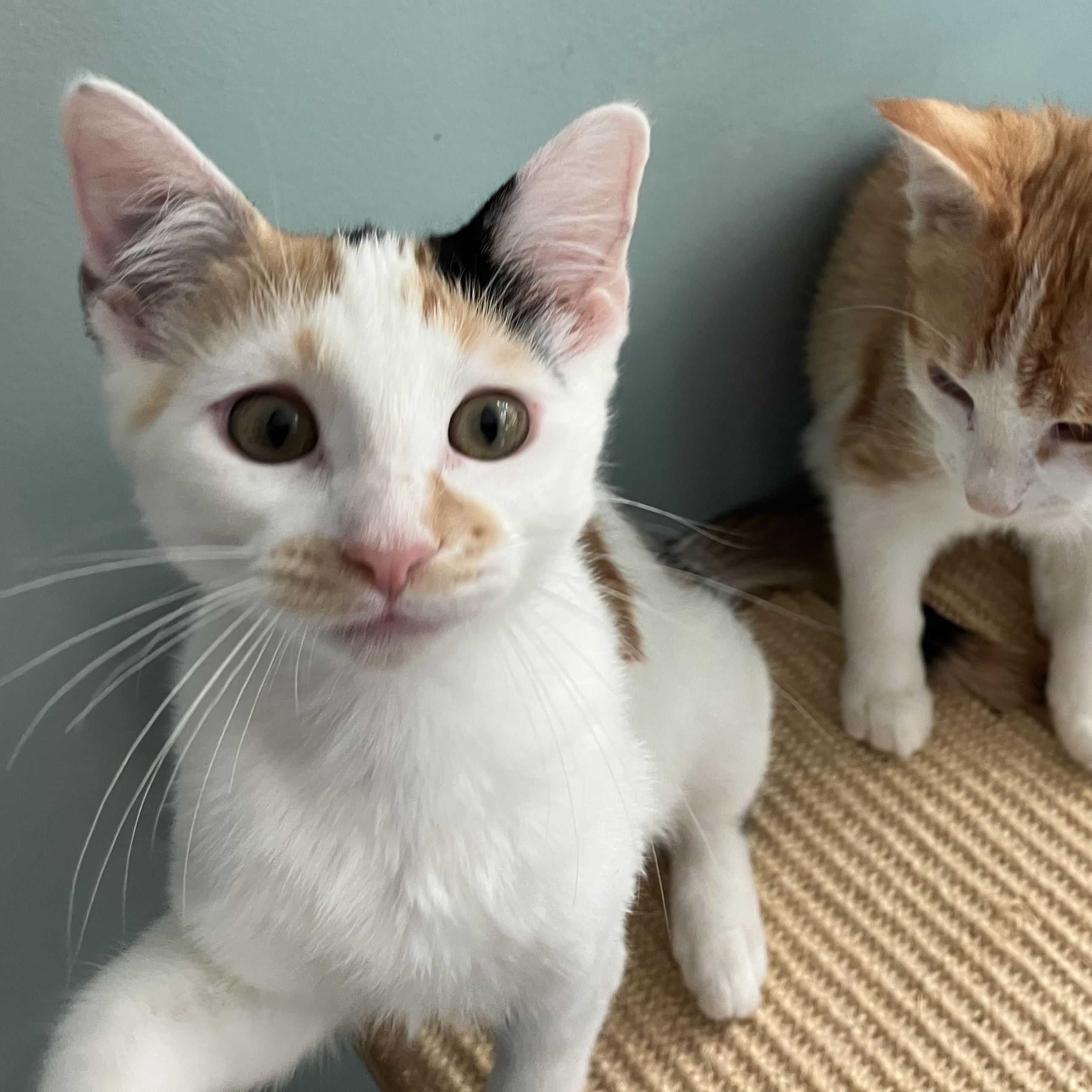 Enlarge Phoebe, a ADOPTABLE Domestic Short Hair in Unionville, MO image 3/5