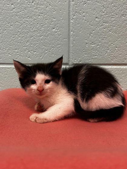 Enlarge R-winkle, a Adoptable mixed breed in Spruce Pine, NC image 1/1