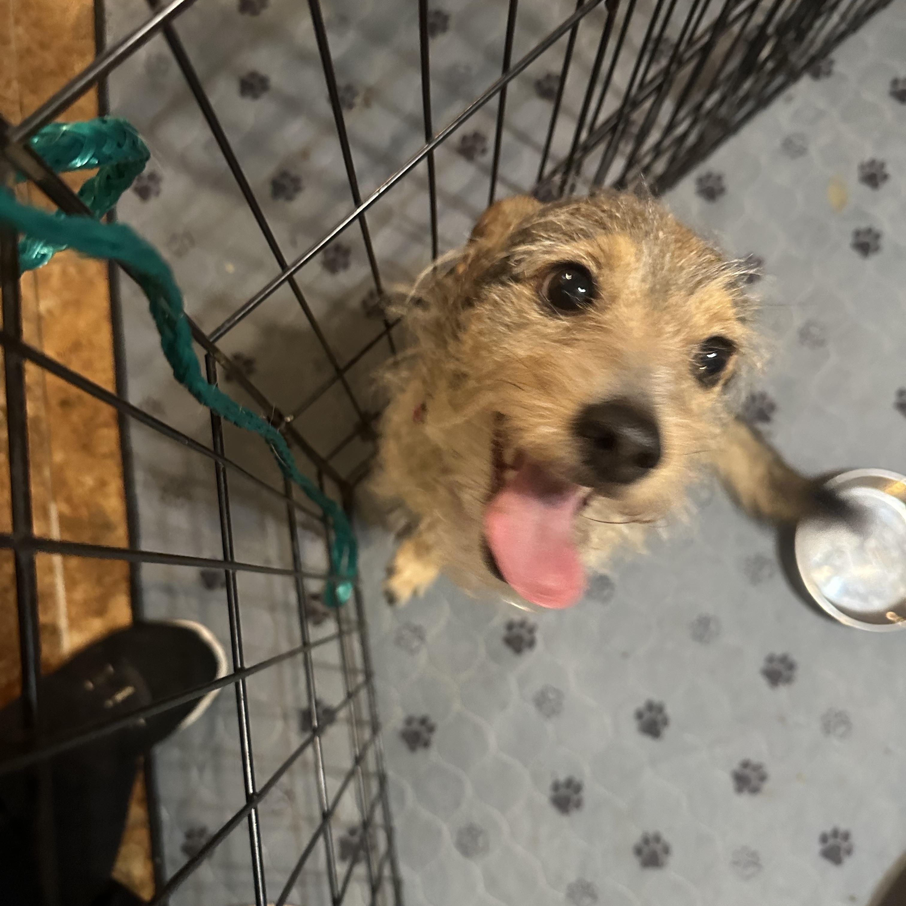 Enlarge Sticks, a ADOPTABLE Terrier in Las Vegas, NV image 2/3