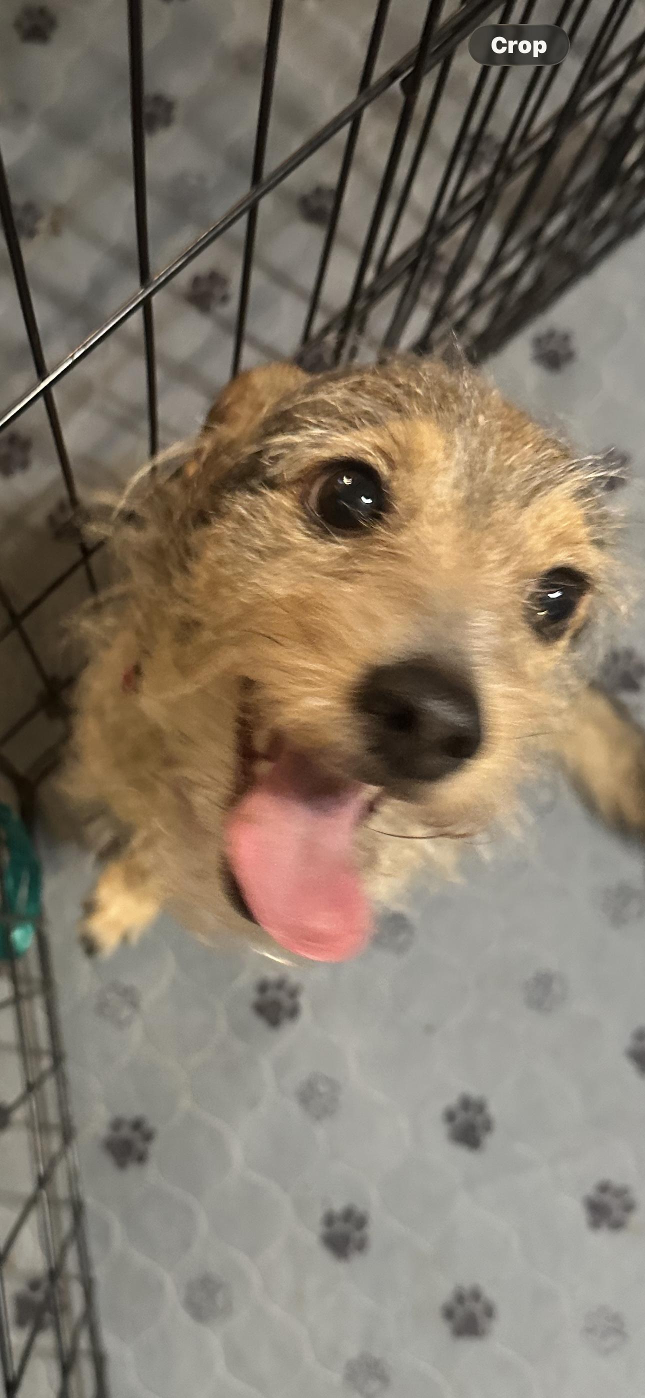 Enlarge Sticks, a ADOPTABLE Terrier in Las Vegas, NV image 3/3