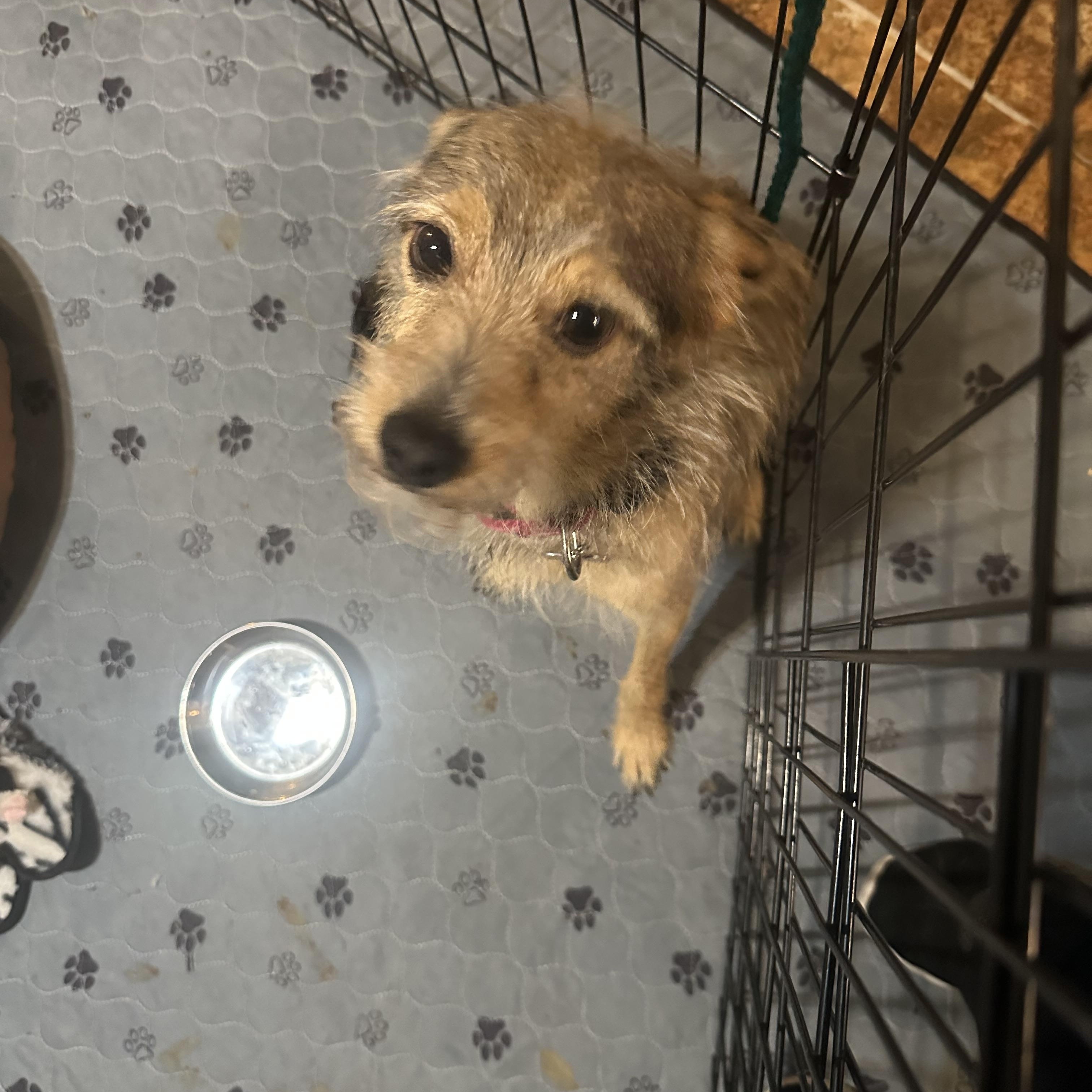 Sticks, ADOPTABLE, Young Male Terrier.