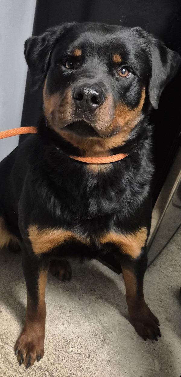 Conrad, a Adoptable mixed breed in Silverdale, WA image 1/2