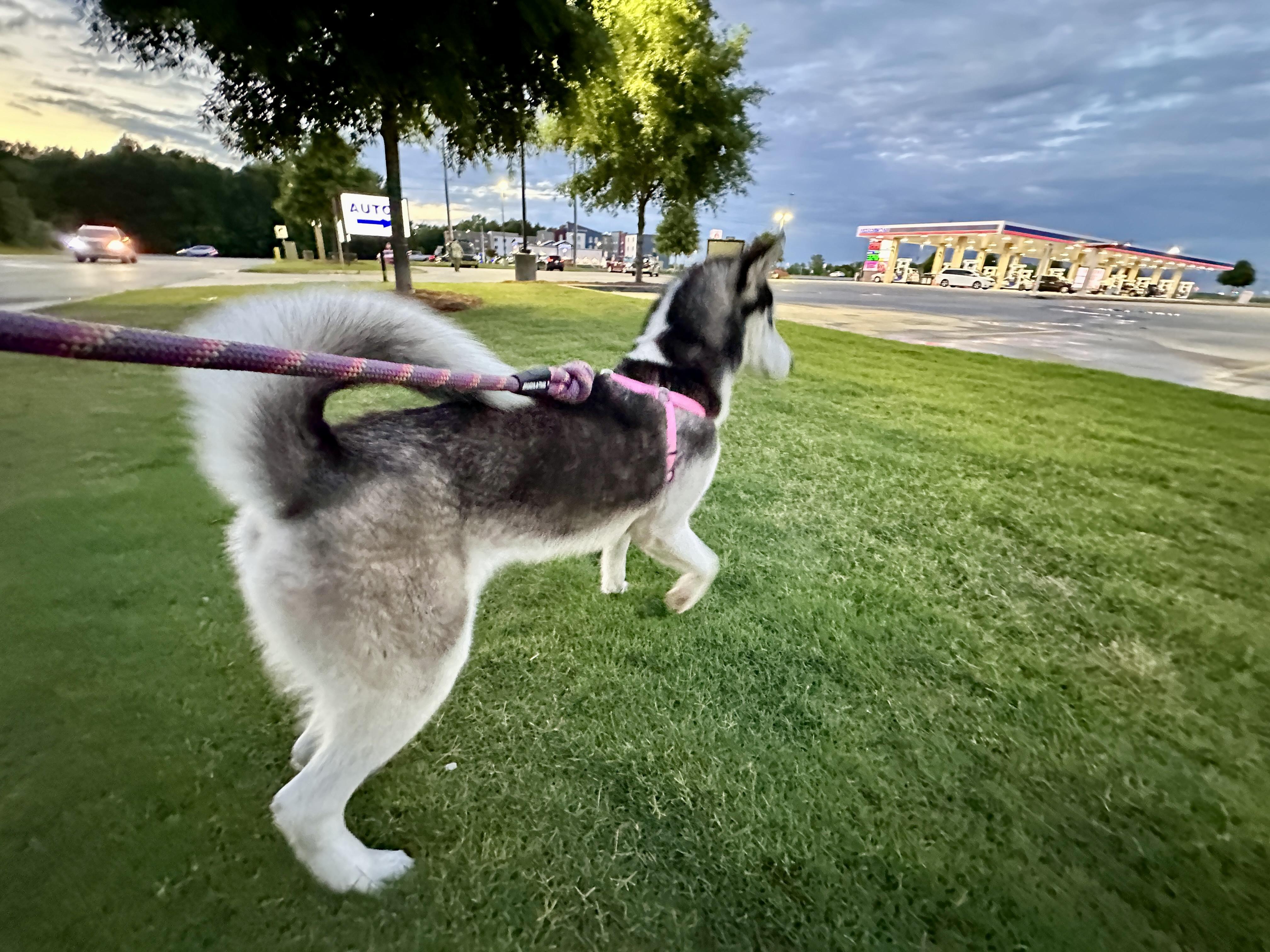 Timber, a Adopted Siberian Husky in Jasper, GA image 2/6