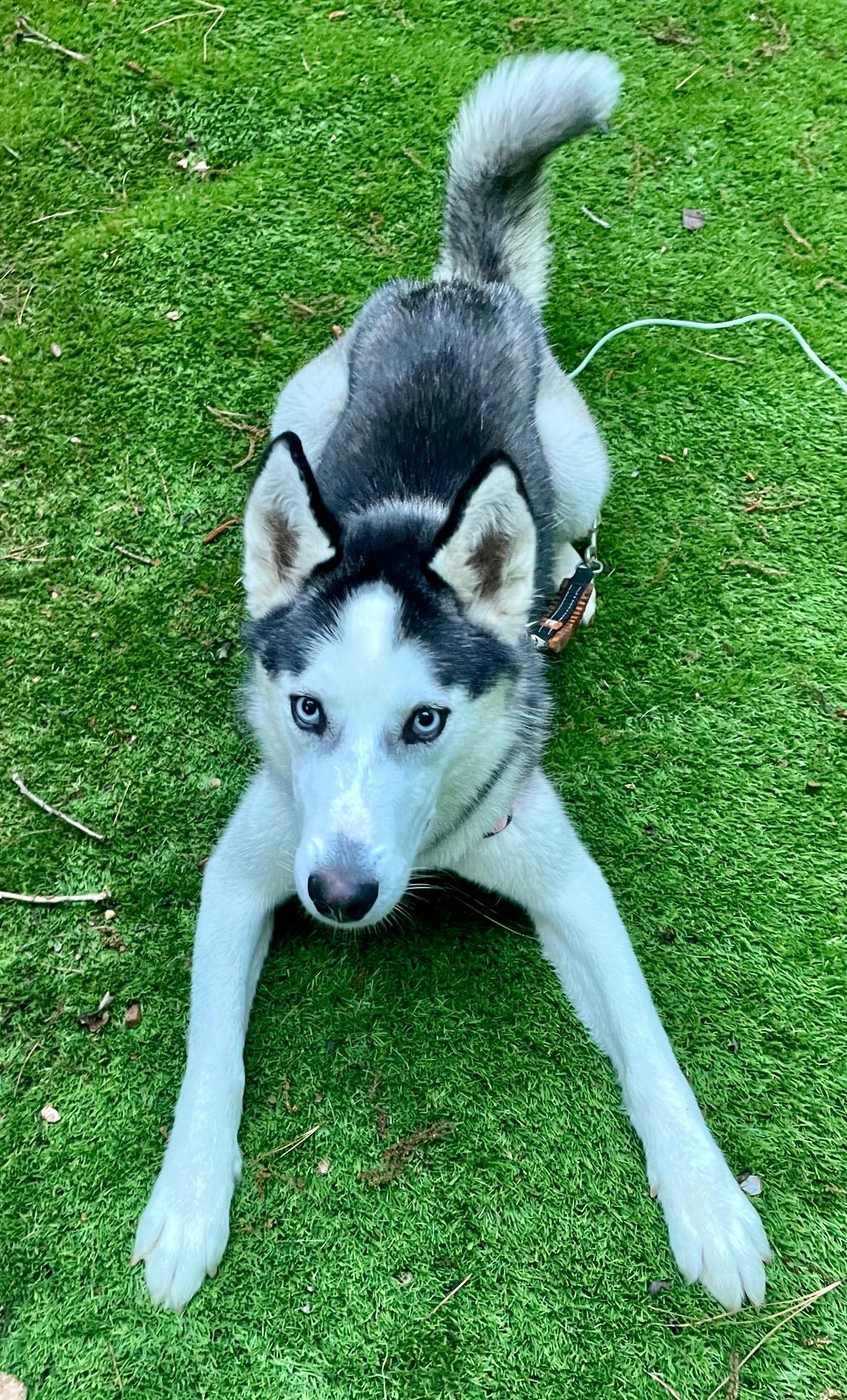 Timber, a Adopted Siberian Husky in Jasper, GA image 3/6