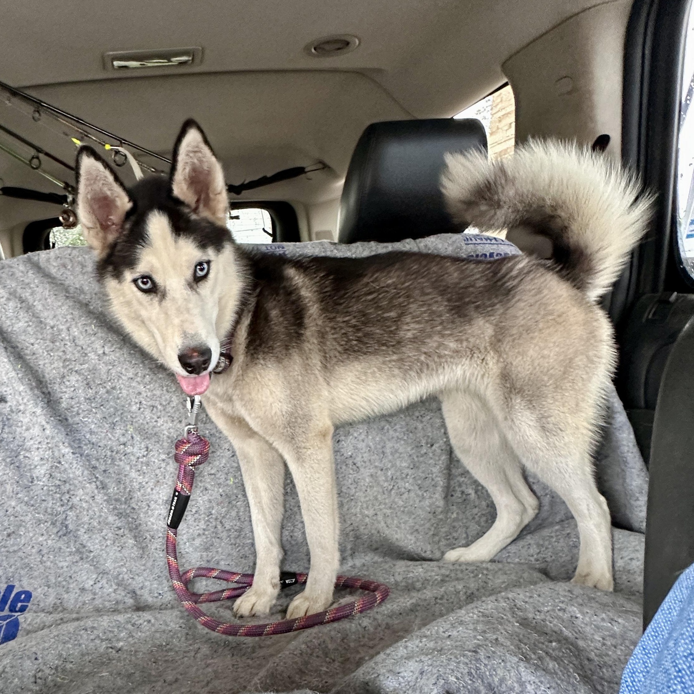 Timber, a Adopted Siberian Husky in Jasper, GA image 4/6