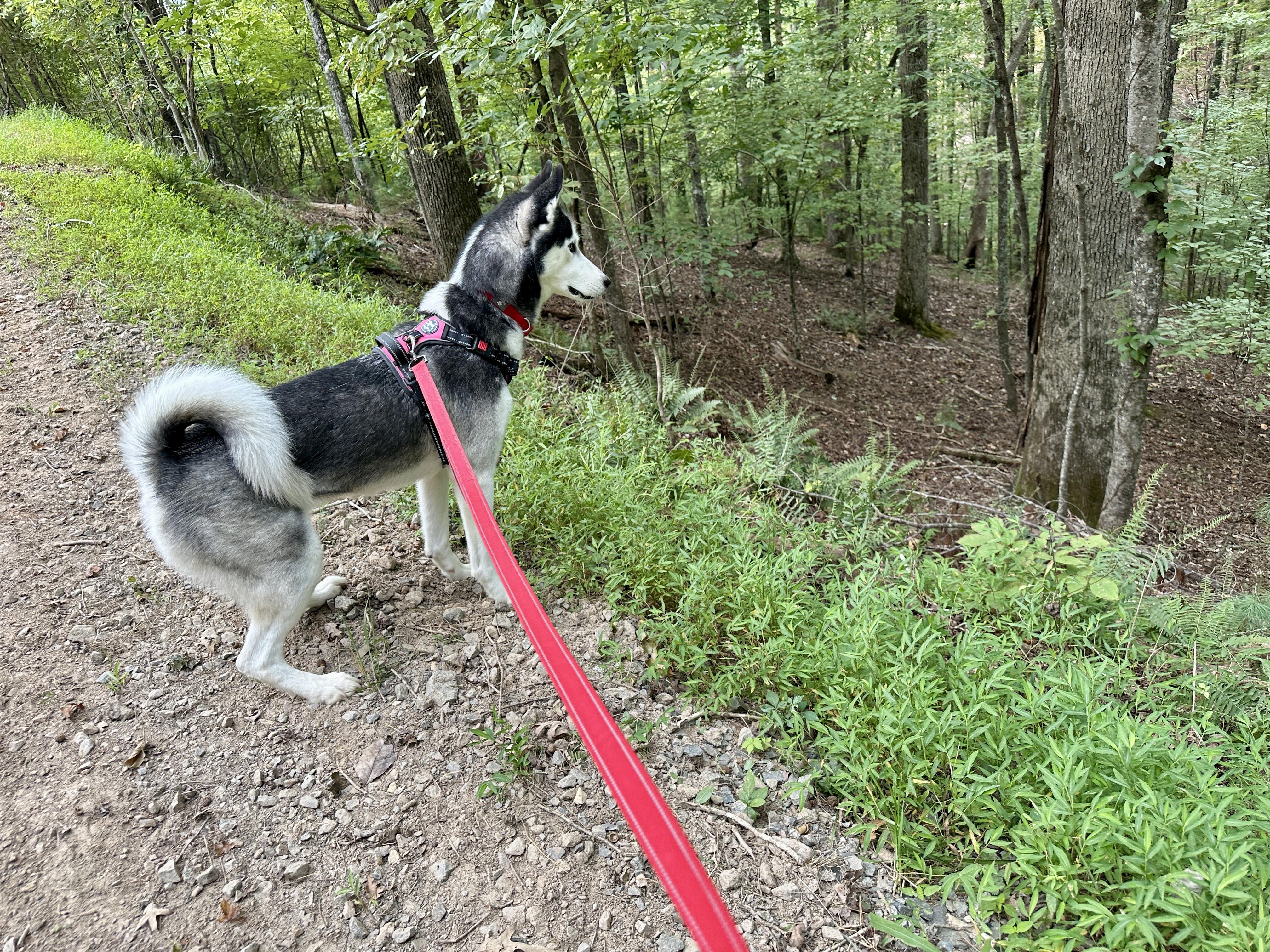 Timber, a Adopted Siberian Husky in Jasper, GA image 5/6