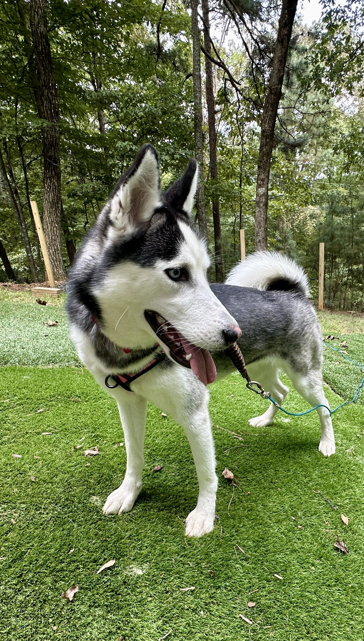 Timber, a Adopted Siberian Husky in Jasper, GA image 6/6
