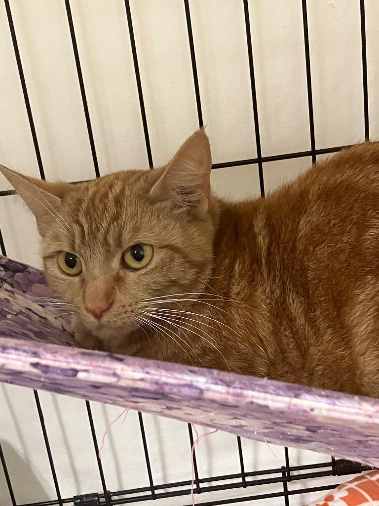 Flame Princess, Adoptable, Young Female Domestic Short Hair.