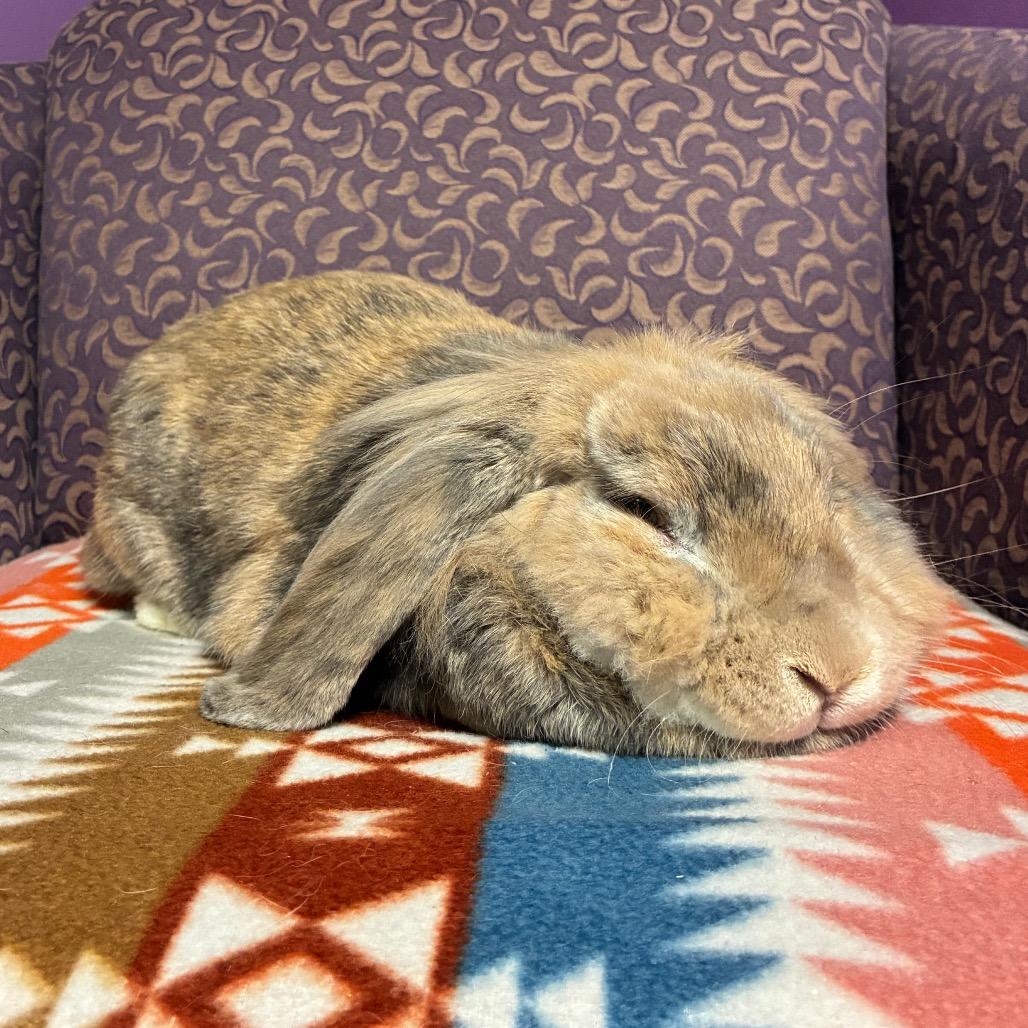 Enlarge Buddy, a Adoptable Lionhead in Gansevoort, NY image 1/1