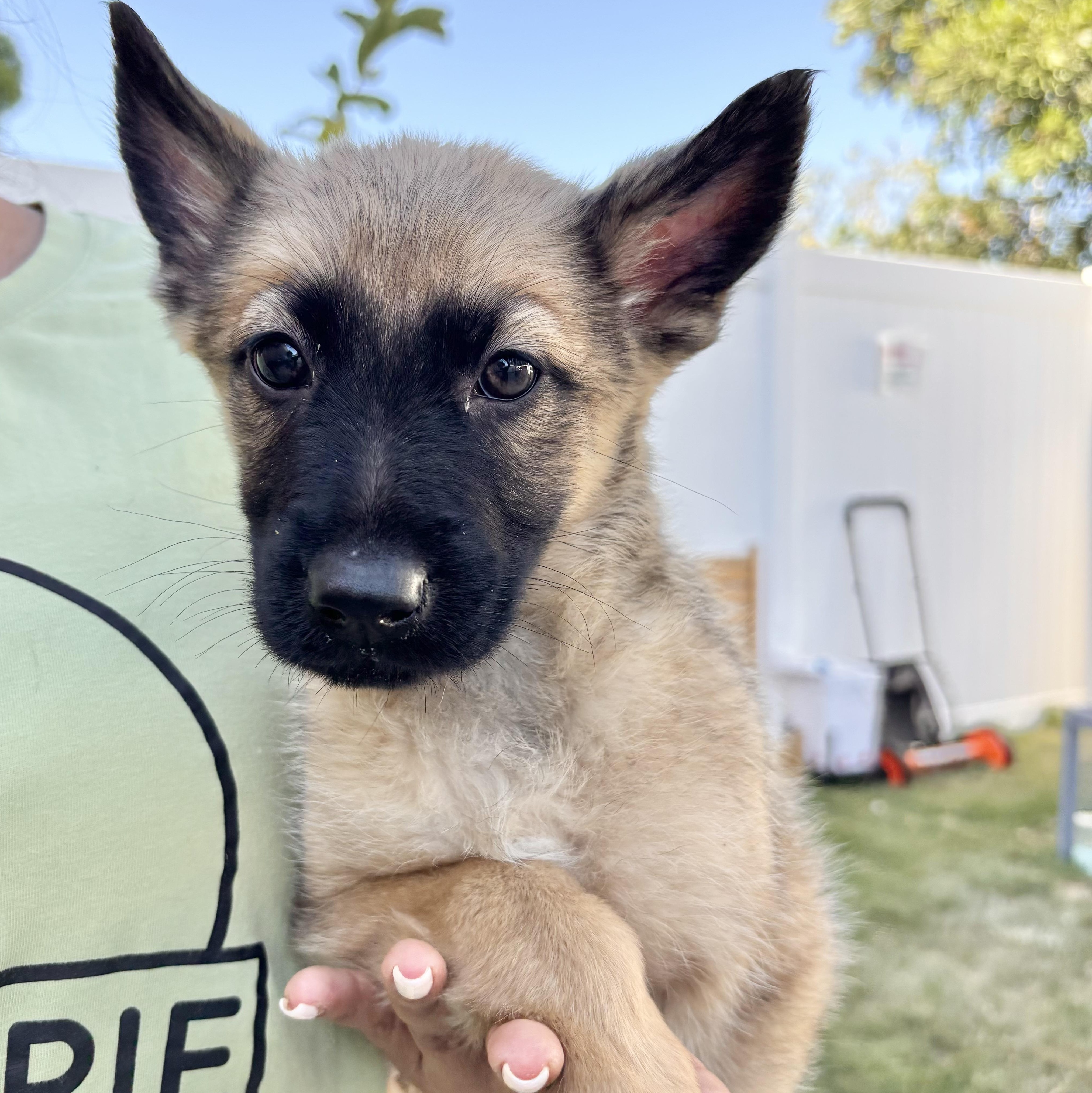 Smokey, ADOPTABLE, Puppy Male Shepherd.