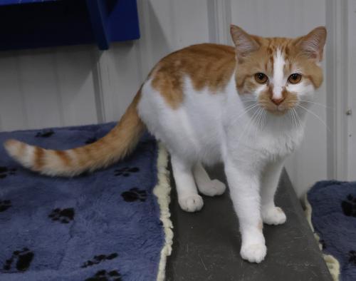 Pie, Adoptable, Adult Male Domestic Short Hair.