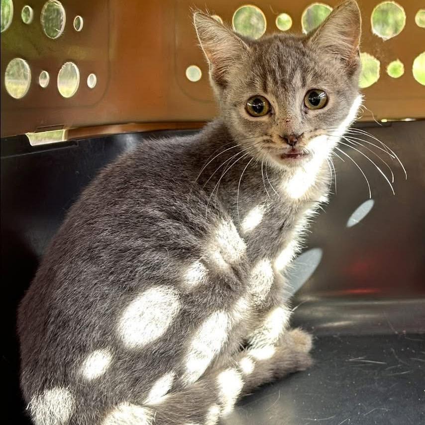 Enlarge Kaitlyn, a Adoptable Domestic Short Hair in Hinesville, GA image 1/1