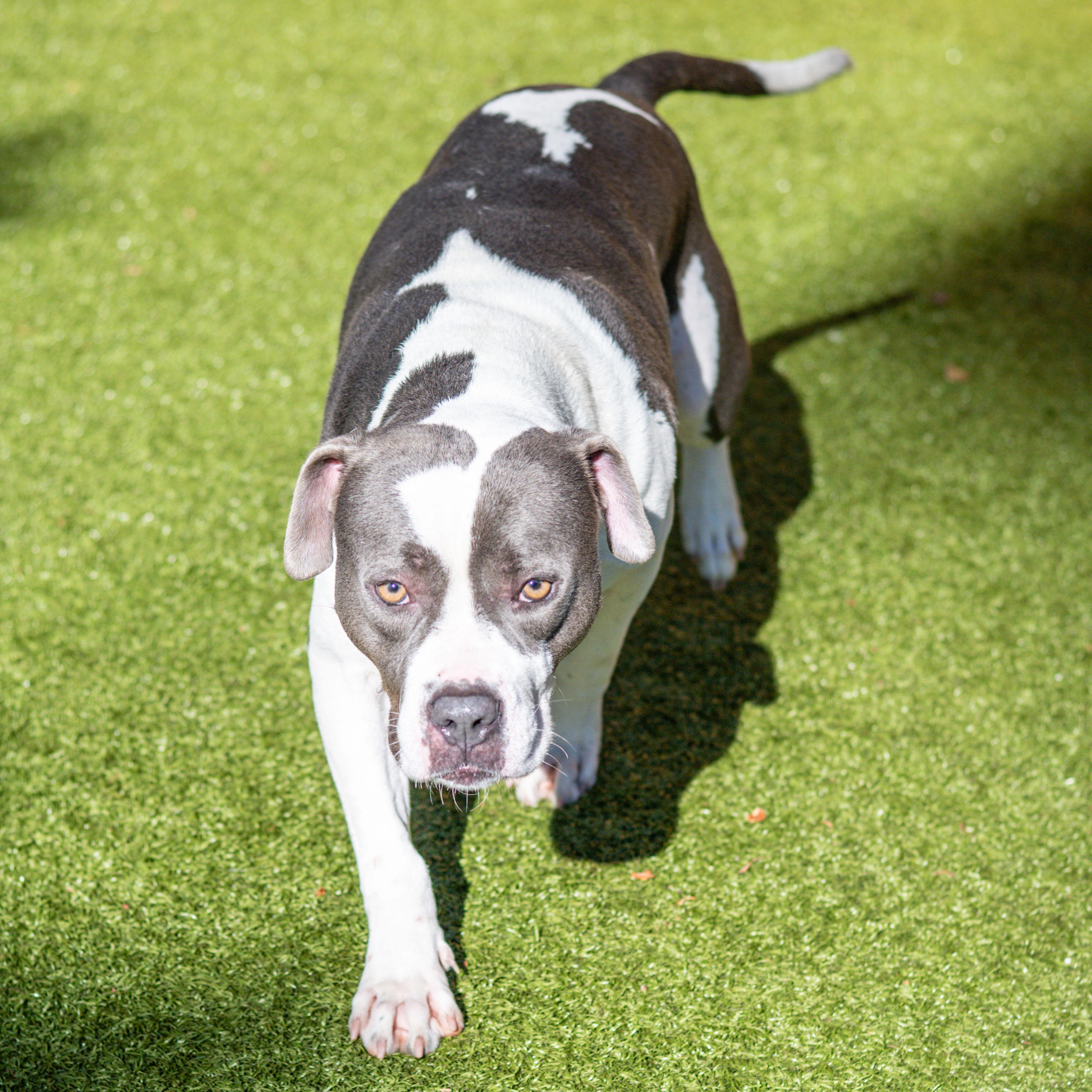 Enlarge Elias, a Adoptable mixed breed in Hilton Head Island, SC image 2/4