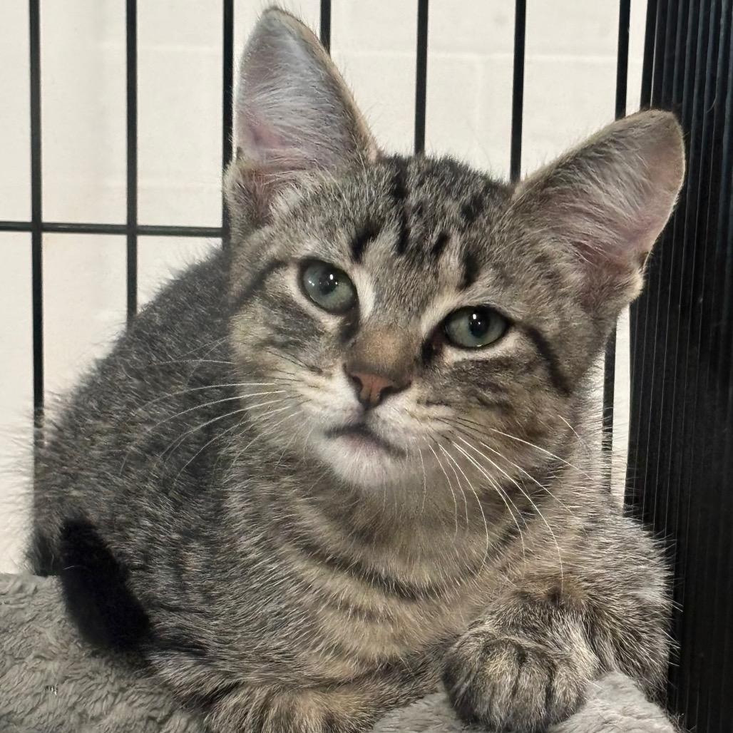Enlarge Batman 59C26, a Adoptable mixed breed in Napoleon, OH image 1/6