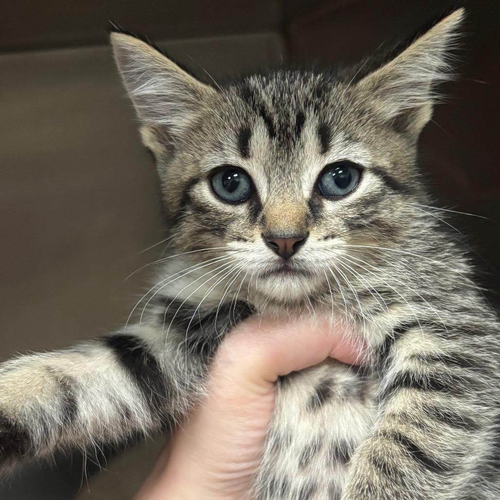 Enlarge Batman 59C26, a Adoptable mixed breed in Napoleon, OH image 4/6