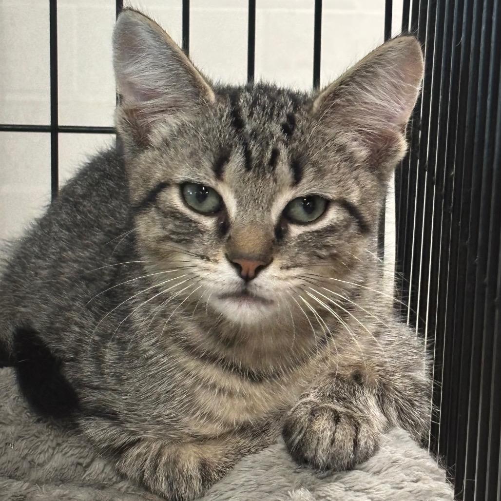 Enlarge Batman 59C26, a Adoptable mixed breed in Napoleon, OH image 6/6