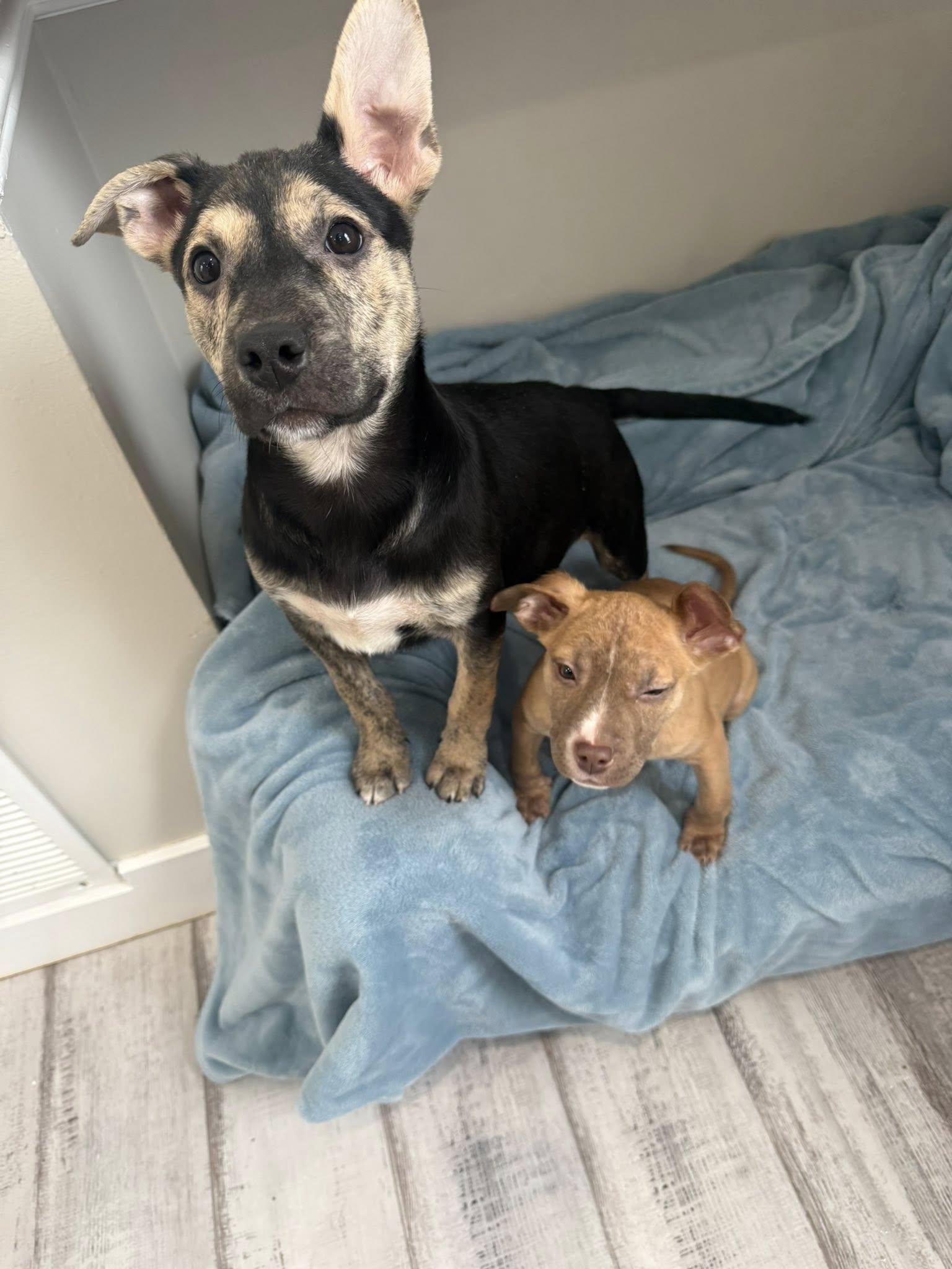 Blizzard thumbnail 3