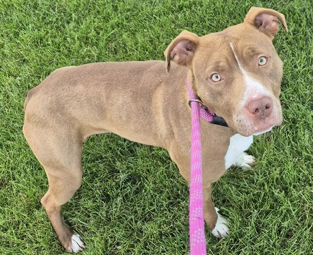 PIGTAILS, Adoptable, Young Female Pit Bull Terrier.