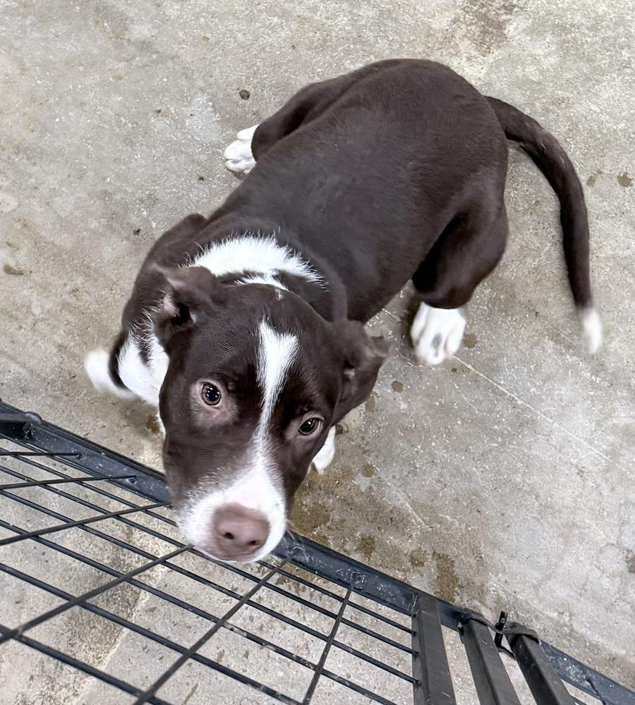 Pauly, Adoptable, Puppy Male Mixed Breed.