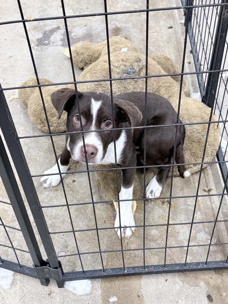 Pauly, a Adoptable mixed breed in Franklin, PA image 2/2