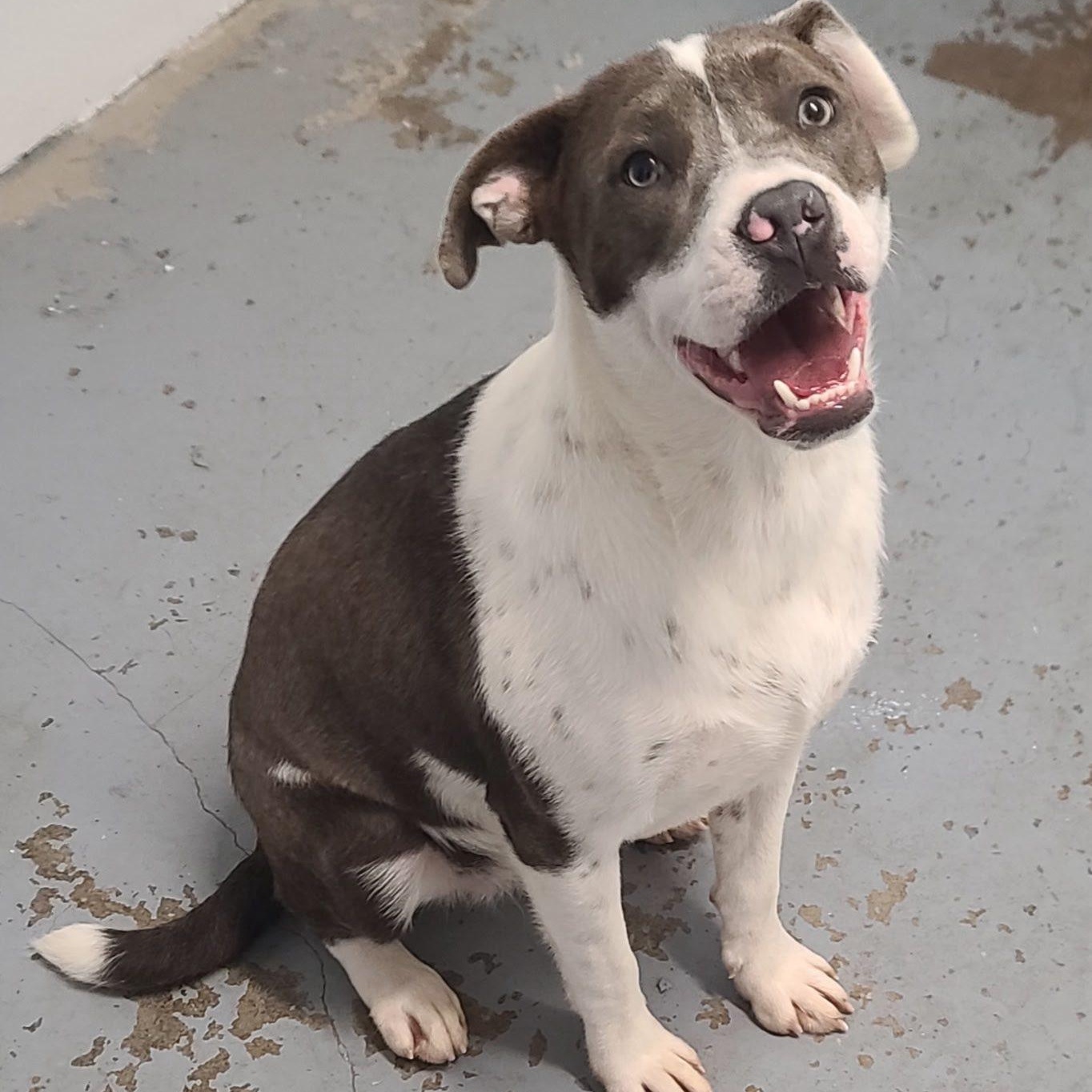 Darla, a ADOPTABLE mixed breed in Harrodsburg, KY image 1/3