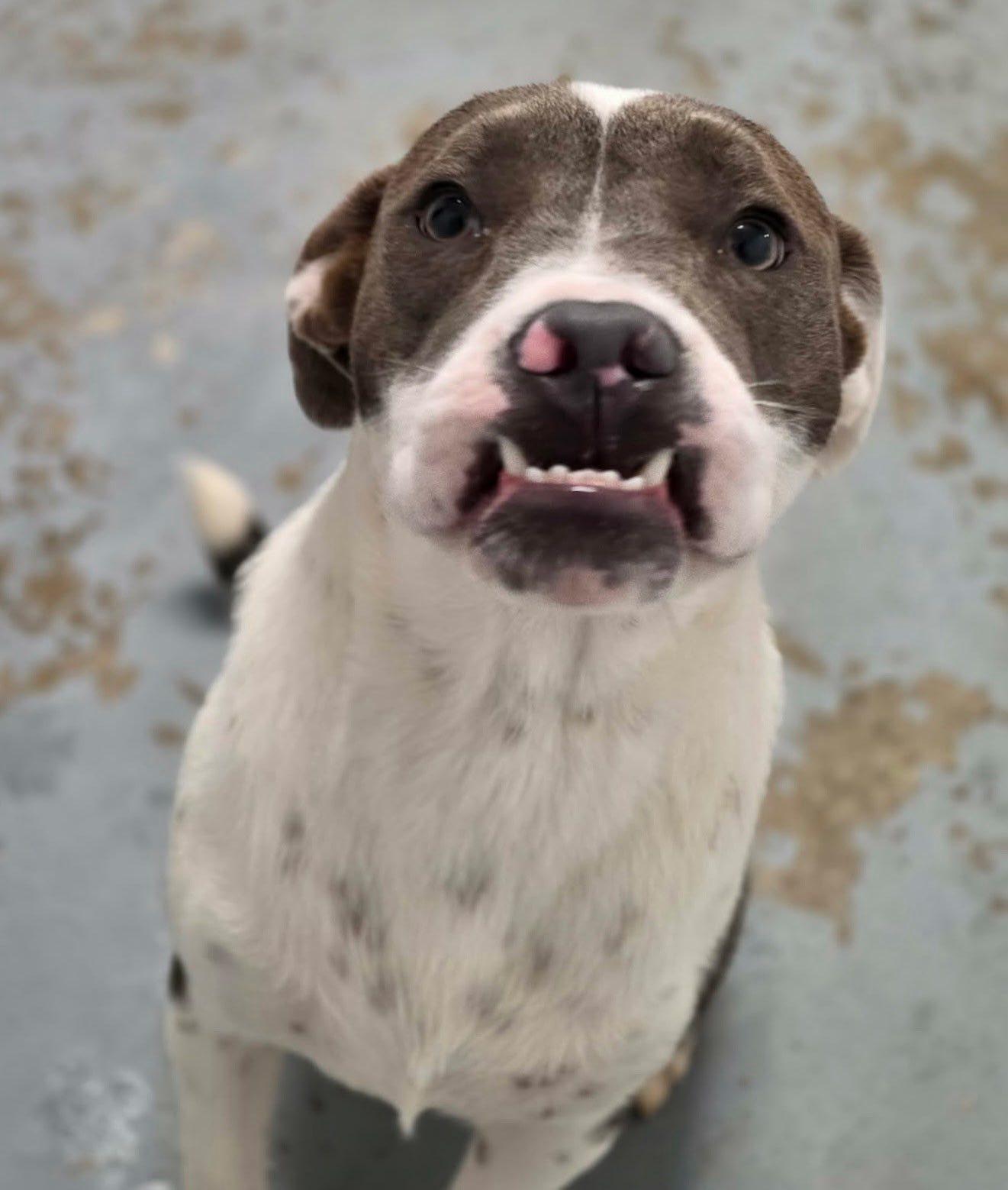 Darla, a ADOPTABLE mixed breed in Harrodsburg, KY image 3/3