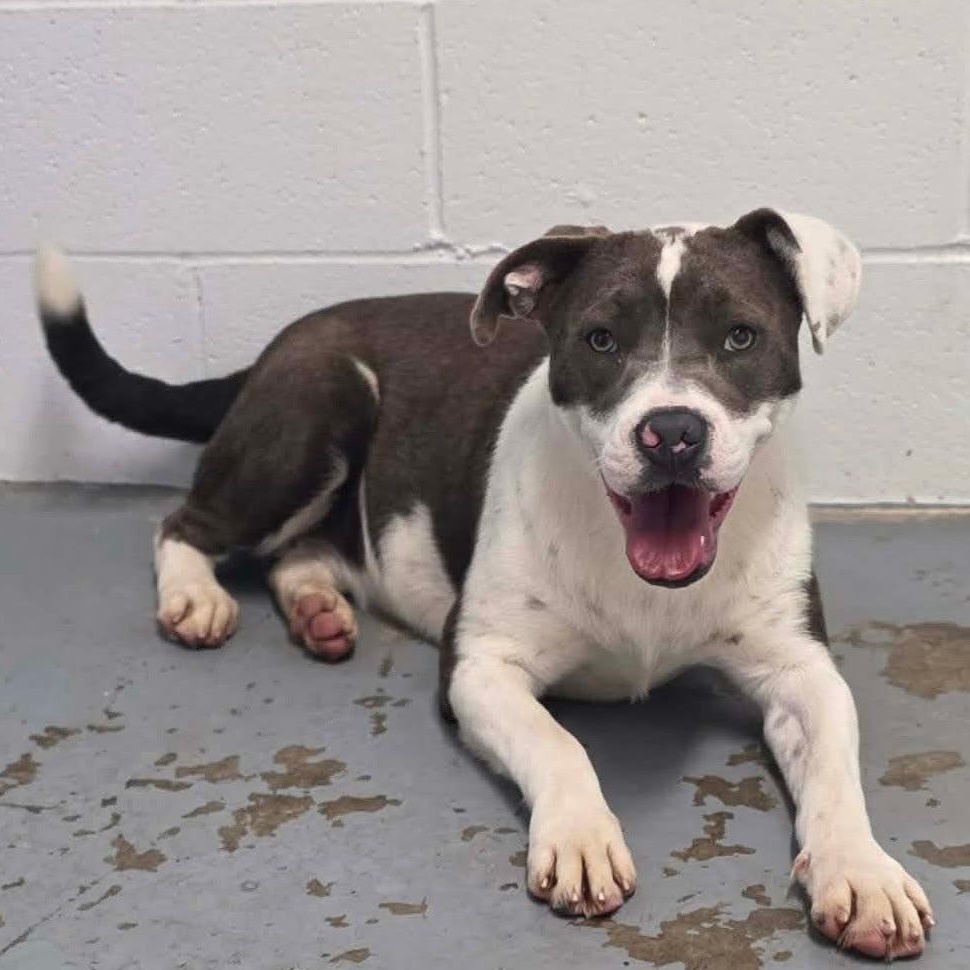 Darla, a ADOPTABLE mixed breed in Harrodsburg, KY image 2/3