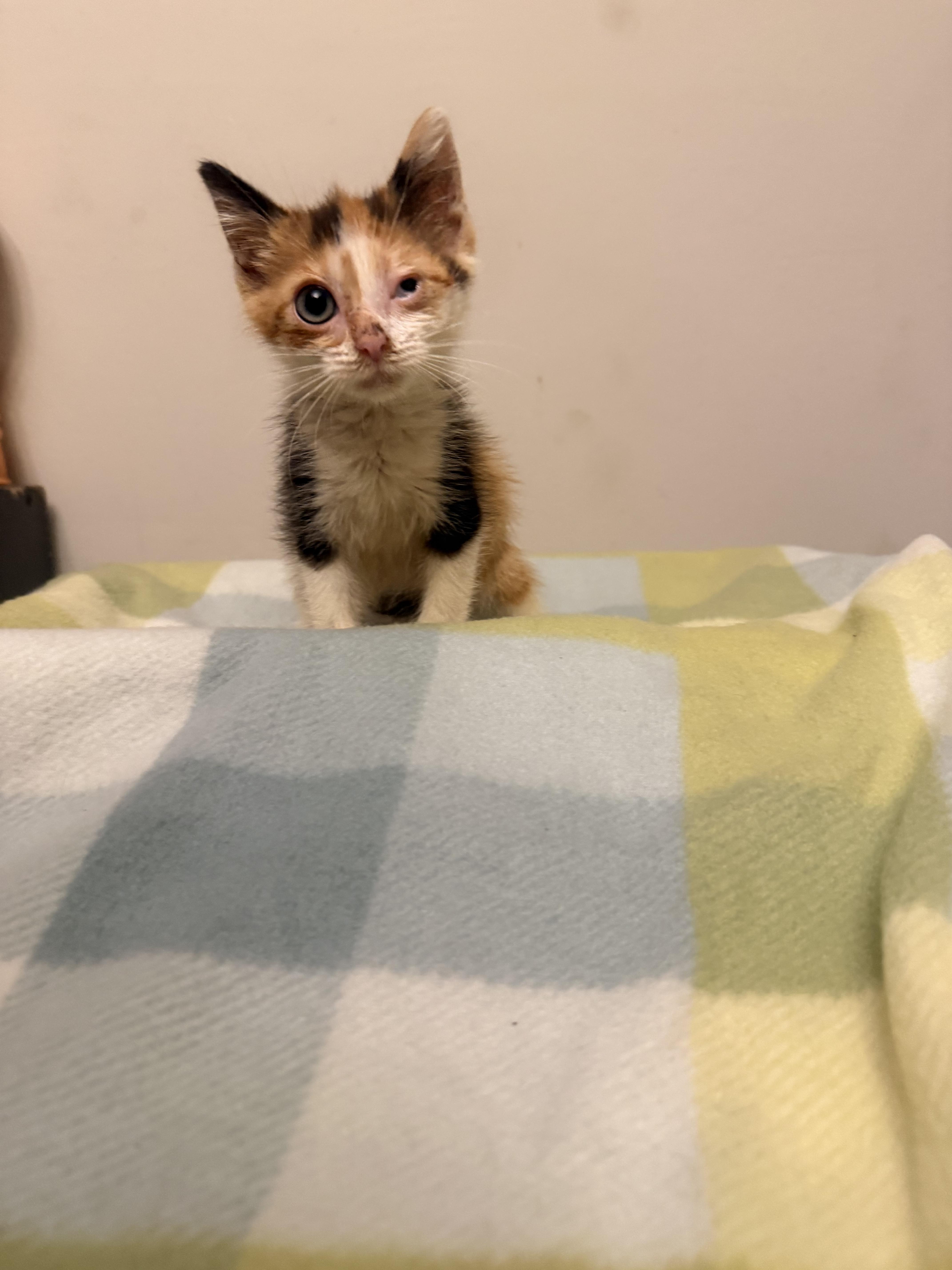 PIP - Winky, Adoptable, Kitten Female American Shorthair.