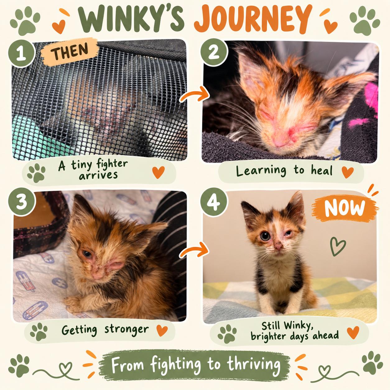 Enlarge PIP - Winky, a Adoptable American Shorthair in Randolph, AL image 2/2