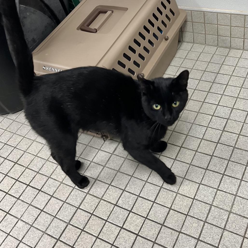 Enlarge Hugo, a Adoptable Domestic Short Hair in New York, NY image 1/6