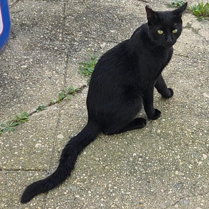 Enlarge Hugo, a Adoptable Domestic Short Hair in New York, NY image 1/6