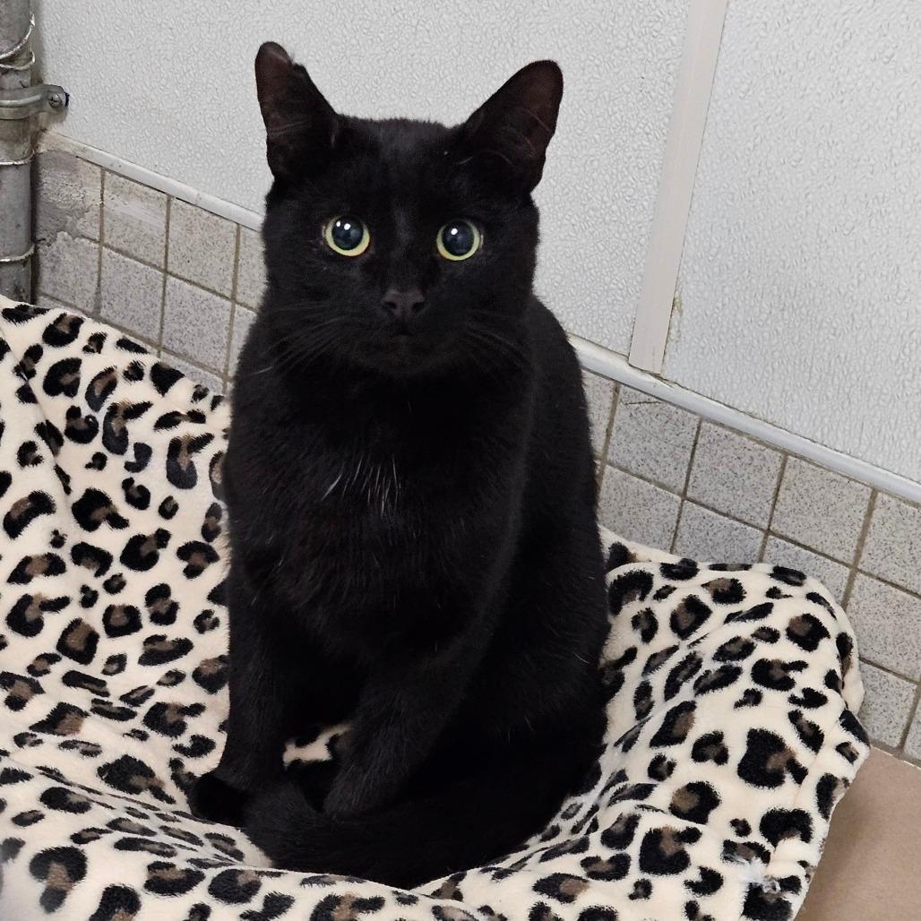 Enlarge Hugo, a Adoptable Domestic Short Hair in New York, NY image 2/6