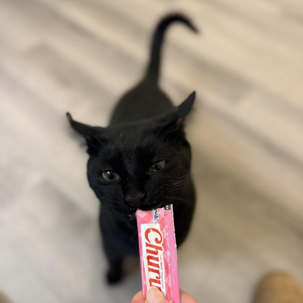 Enlarge Hugo, a Adoptable Domestic Short Hair in New York, NY image 5/6