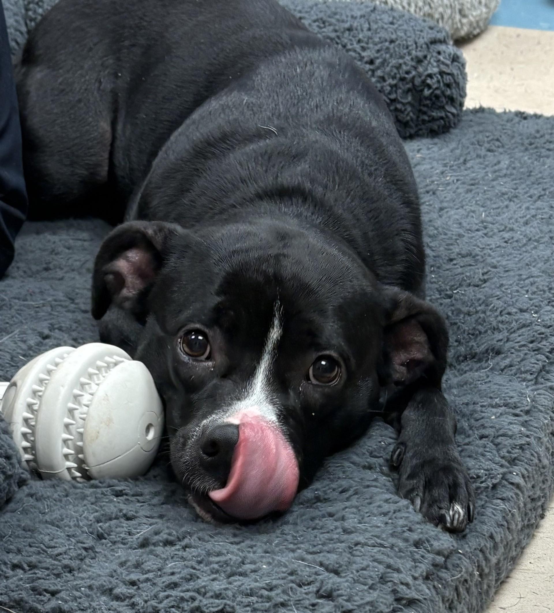 Enlarge Ginny, a Adoptable mixed breed in Ashland, VA image 6/6
