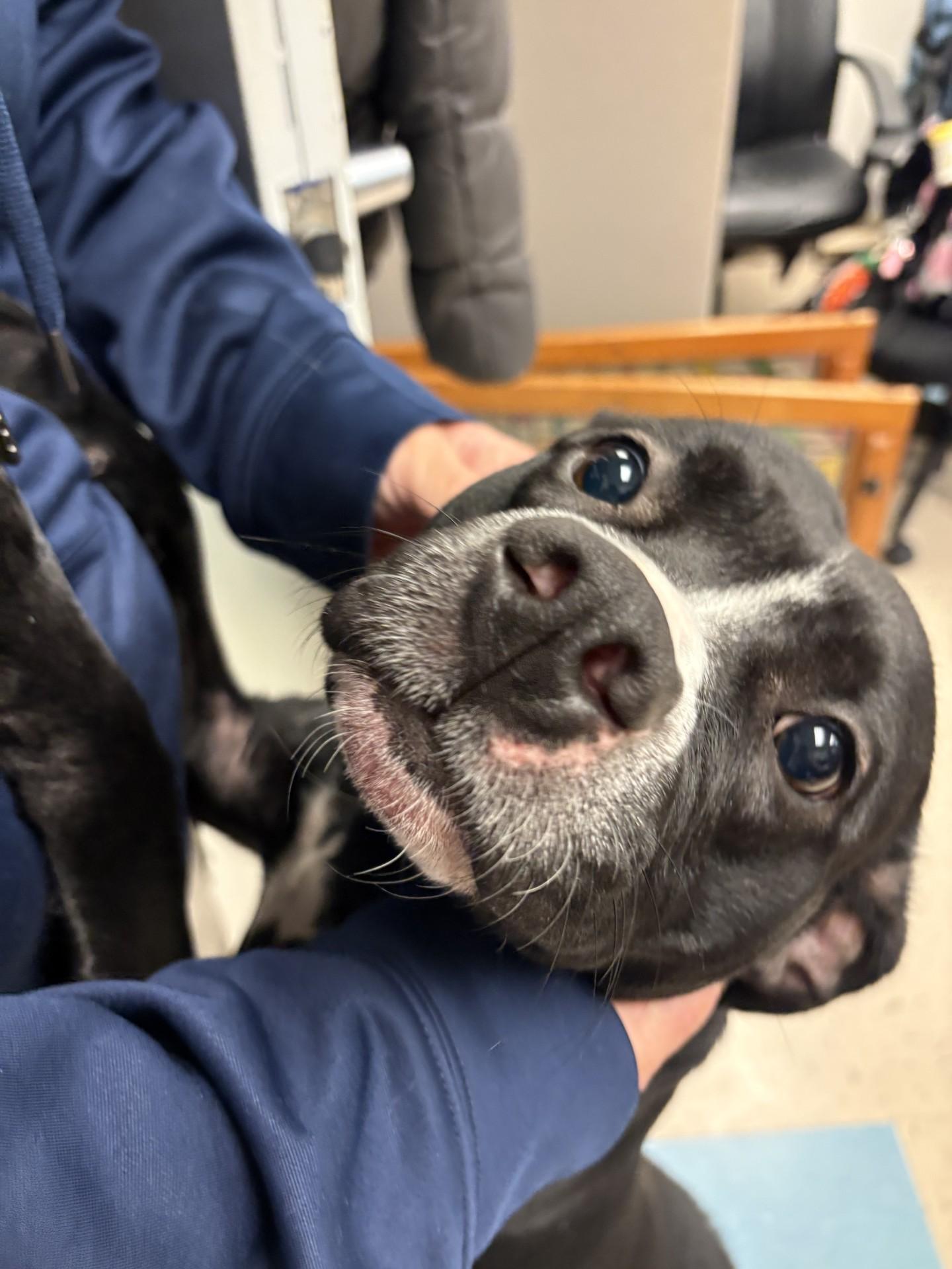 Enlarge Ginny, a Adoptable mixed breed in Ashland, VA image 5/6