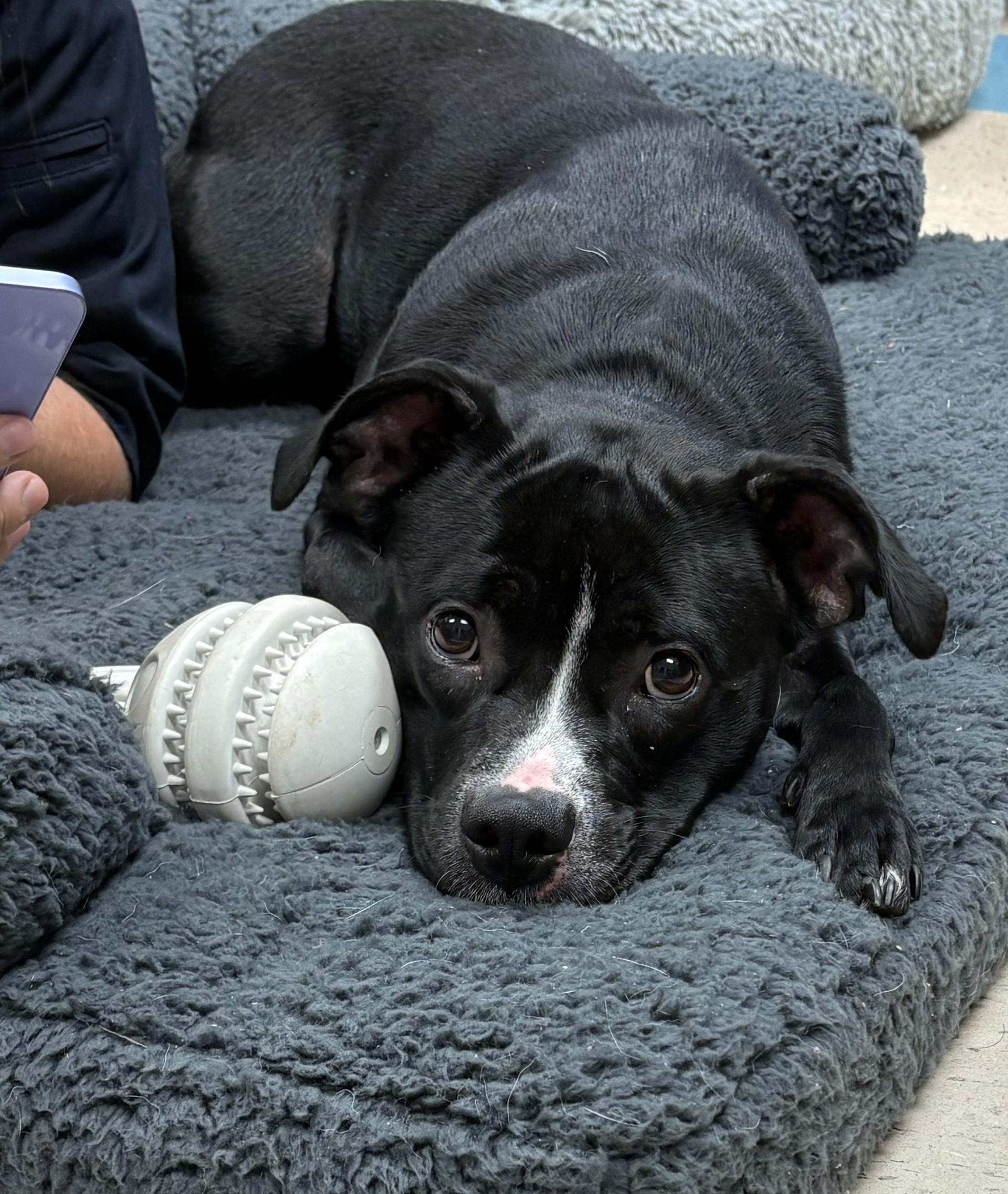 Enlarge Ginny, a Adoptable mixed breed in Ashland, VA image 1/6