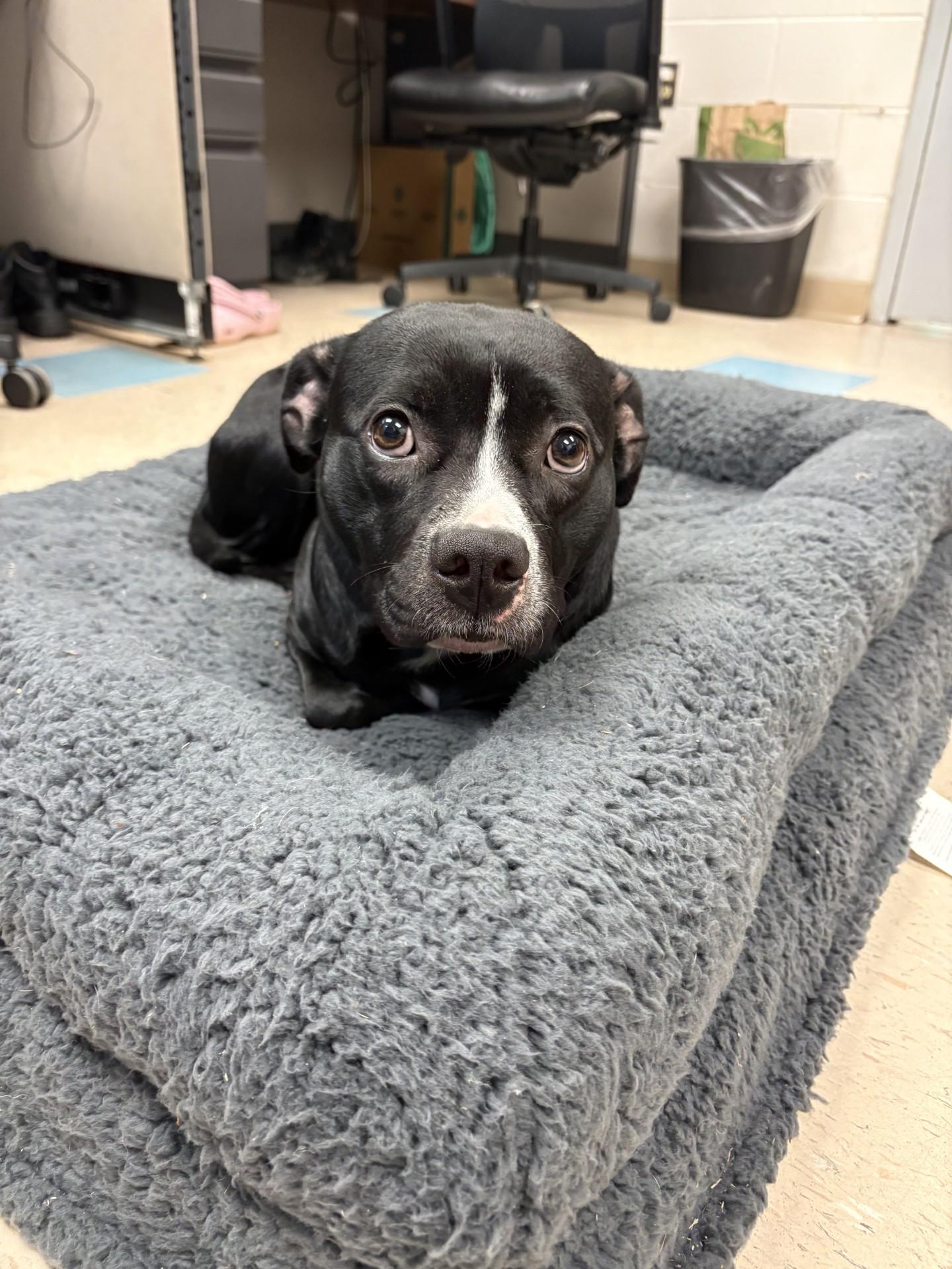 Enlarge Ginny, a Adoptable mixed breed in Ashland, VA image 4/6