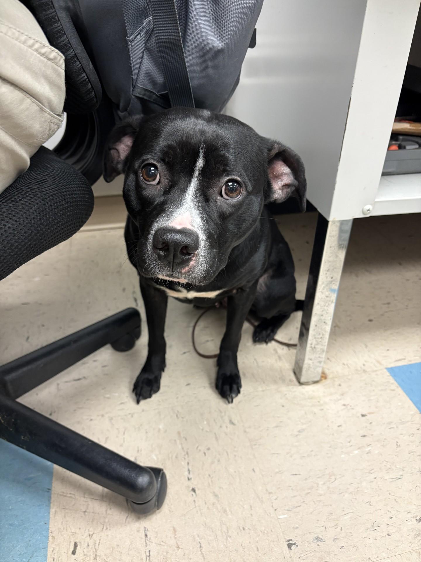 Enlarge Ginny, a Adoptable mixed breed in Ashland, VA image 3/6