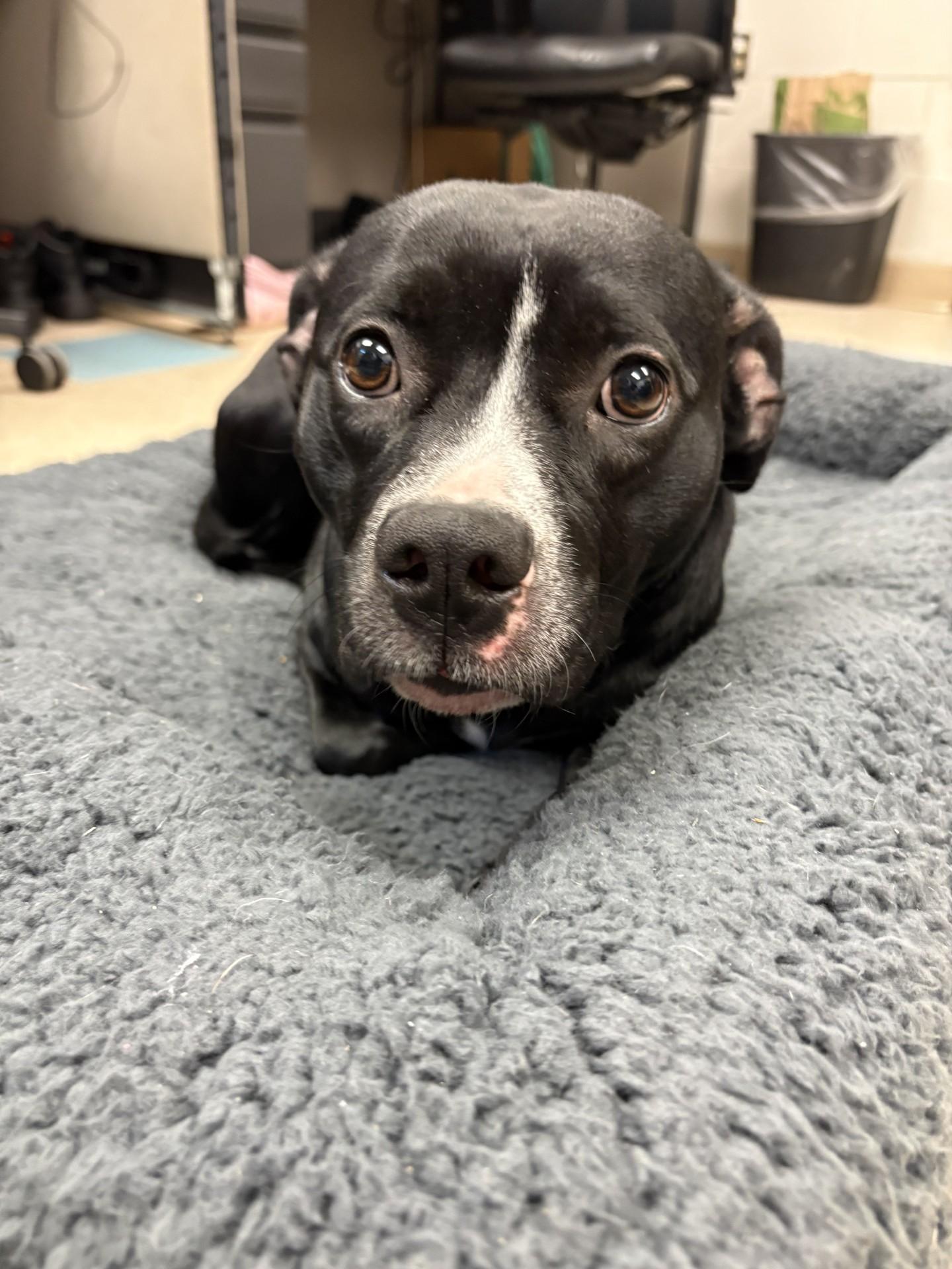 Enlarge Ginny, a Adoptable mixed breed in Ashland, VA image 2/6