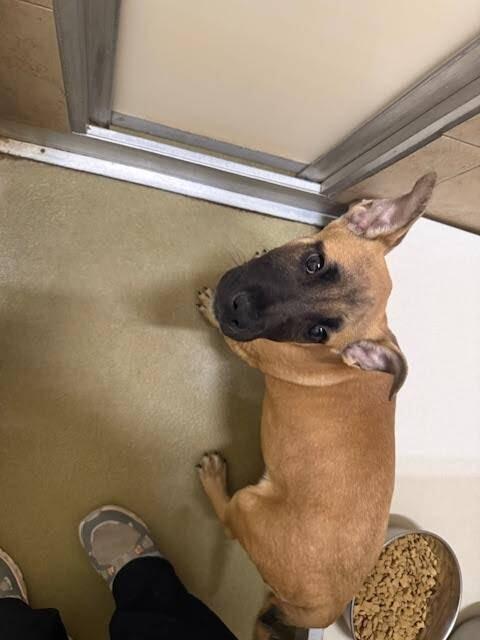 Enlarge Expresso., a Adoptable Mixed Breed in Hobbs, NM image 1/6