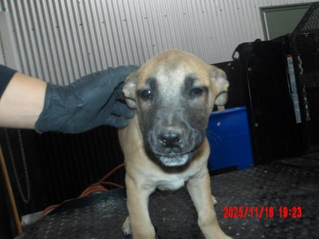Enlarge Expresso., a Adoptable Mixed Breed in Hobbs, NM image 2/6