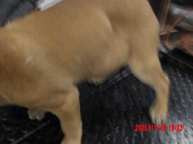 Enlarge Expresso., a Adoptable Mixed Breed in Hobbs, NM image 3/6