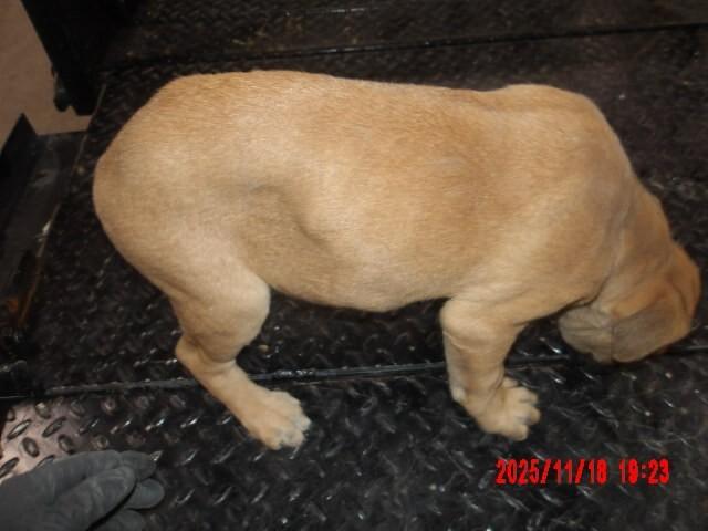 Enlarge Expresso., a Adoptable Mixed Breed in Hobbs, NM image 4/6
